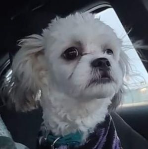 Meet your Posher, Jane